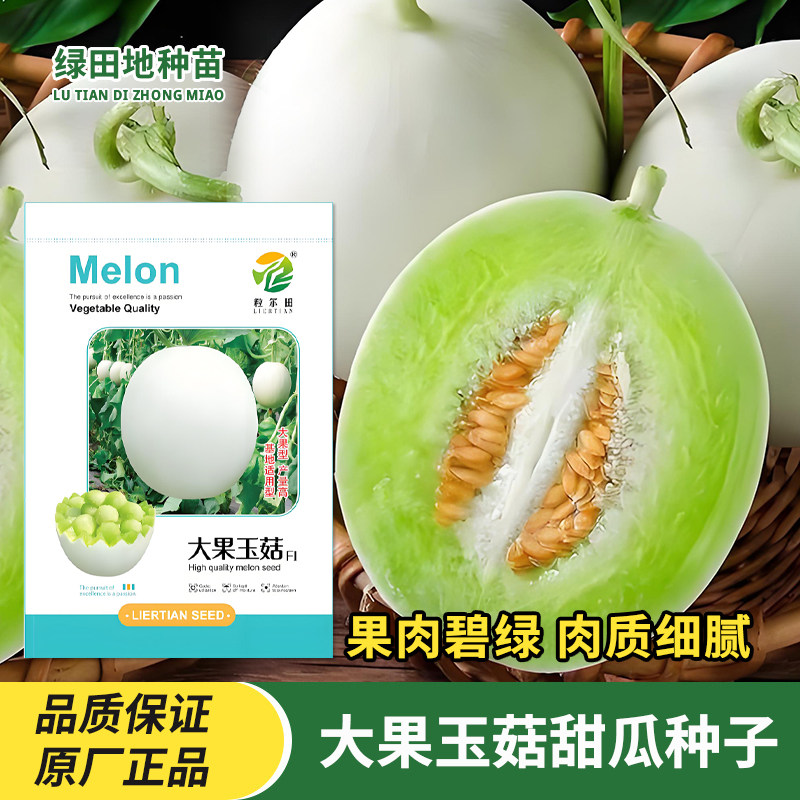 大果玉菇甜瓜种子哈密瓜种子