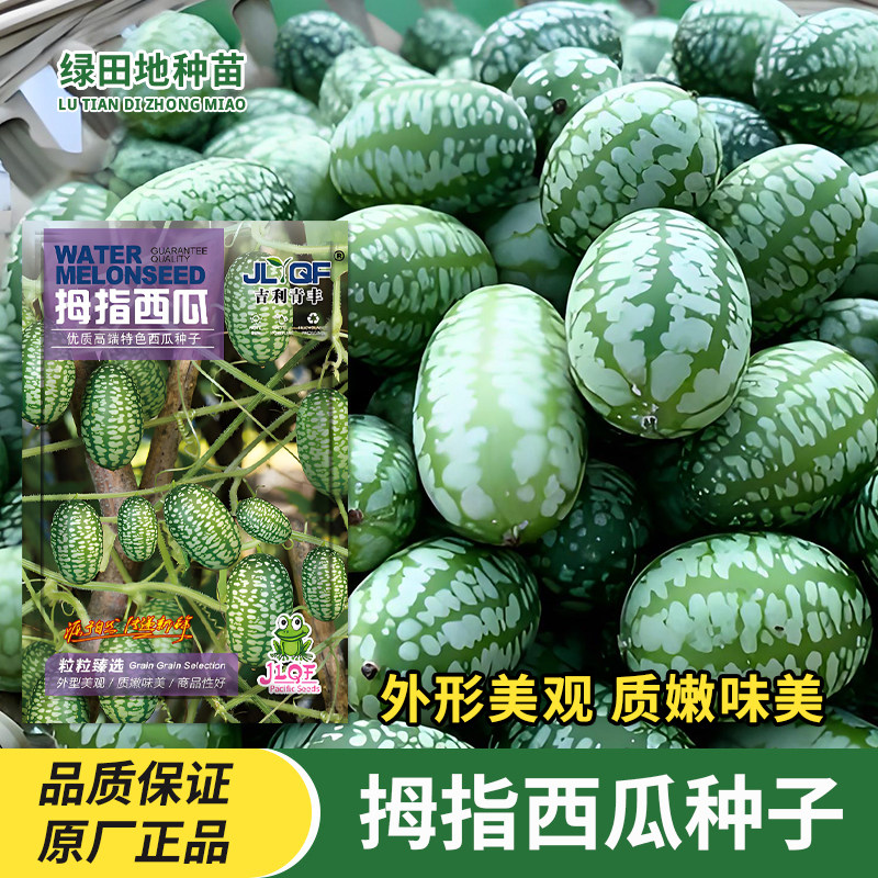拇指西瓜种子迷你小西瓜种籽手指母子西瓜籽阳台盆栽瓜果水果种子