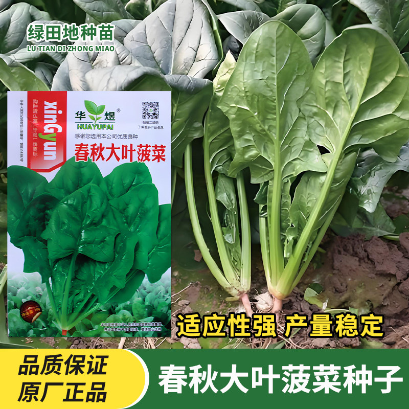 春秋大叶菠菜种子蔬菜籽