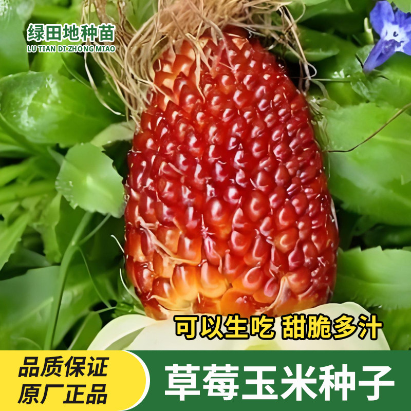 草莓玉米种子琉璃文玩玉米种子