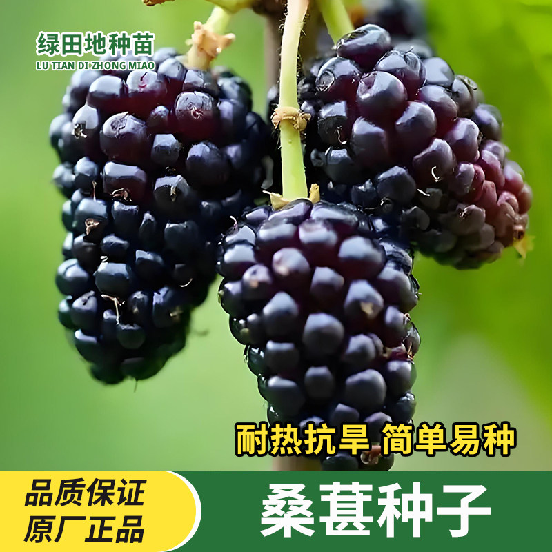 桑葚种子果桑桑葚种籽
