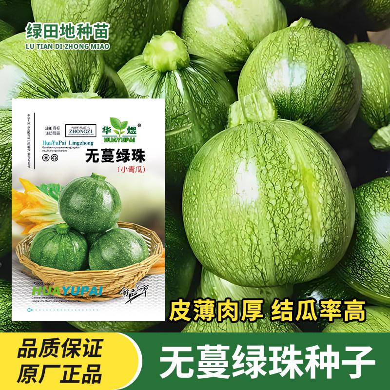 无蔓绿珠西葫芦种子四季高产短蔓无藤圆形小南瓜种孑瓜果蔬菜种子