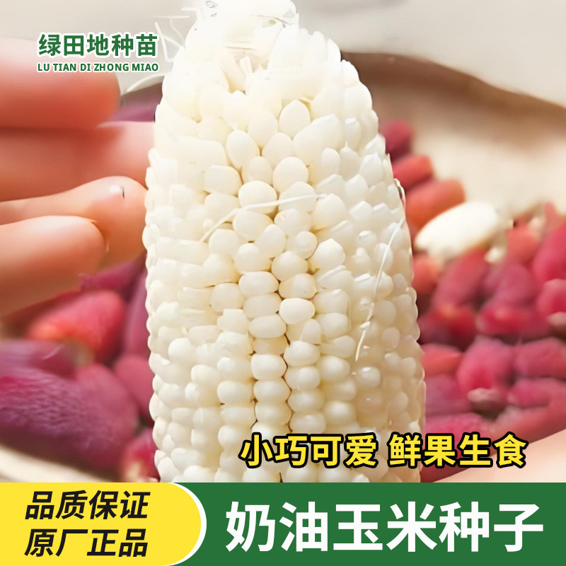 奶油玉米种子白玉米种籽