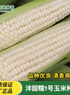 沣甜糯1号白色甜糯玉米种子杂交国审抗病高产大棒白色苞谷种子籽