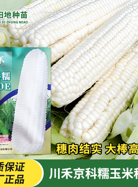 京科糯2000E玉米种子春季国审香甜软糯皮薄粘玉米糯苞米苞谷种籽