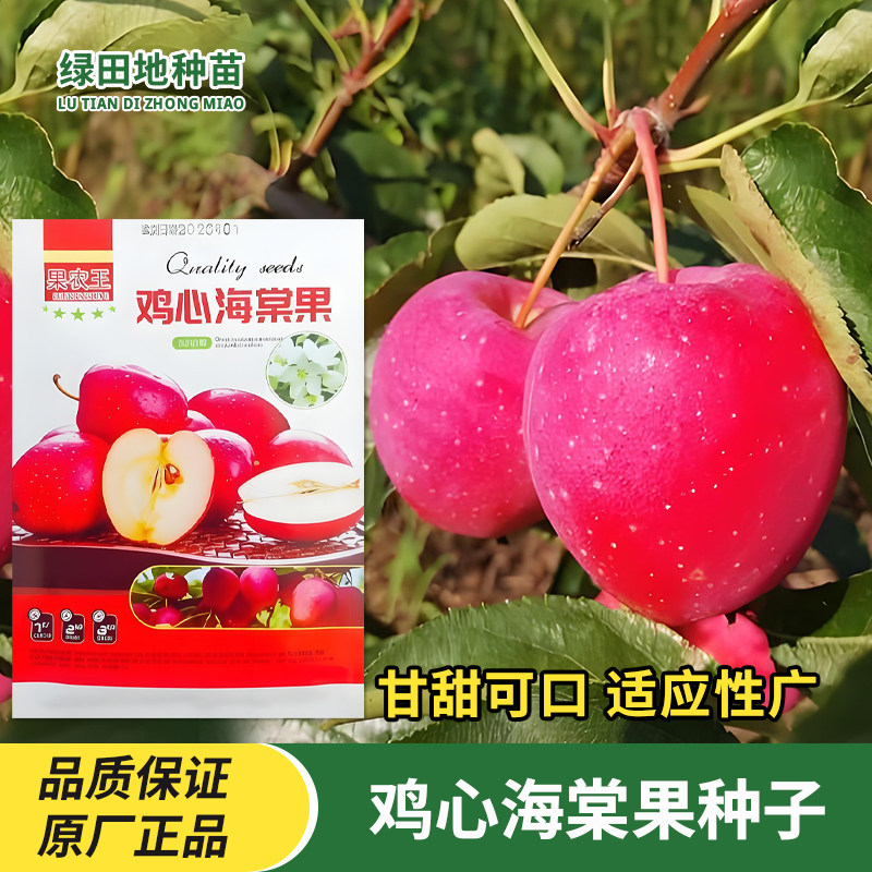 鸡心海棠果种子东北鸡心果