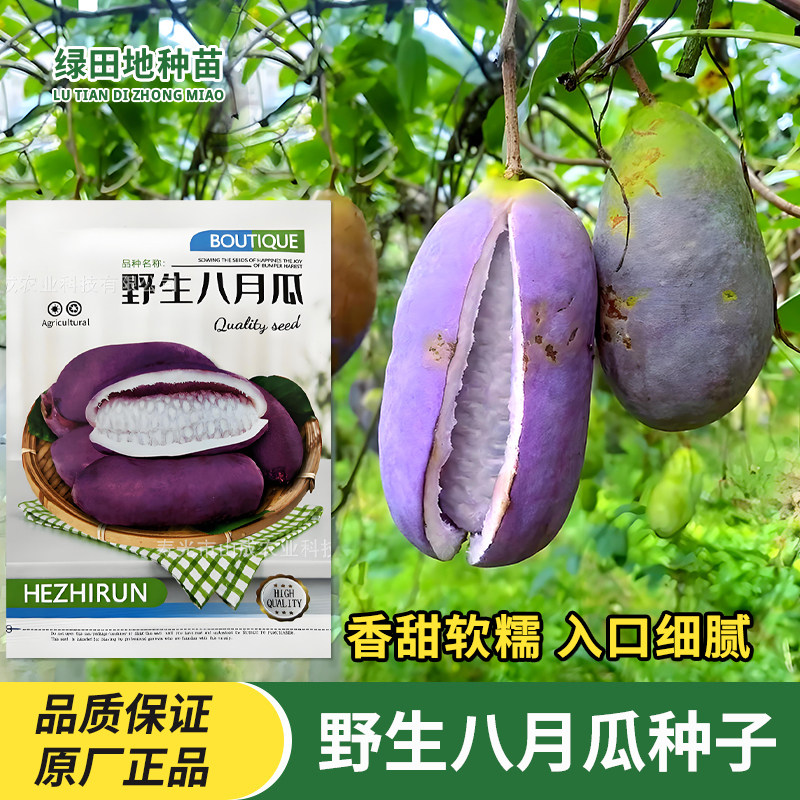 野生八月瓜种子野香蕉种孑特色水果紫色八月炸土香蕉种籽水果种子