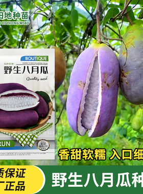 野生八月瓜种子野香蕉种孑特色水果紫色八月炸土香蕉种籽水果种子
