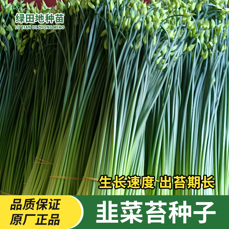 四季苔韭种子高产韭菜苔