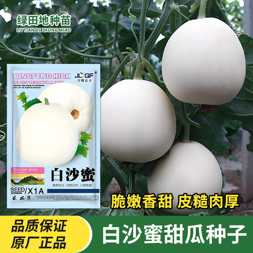 白沙蜜甜瓜种子大白皮香瓜种子