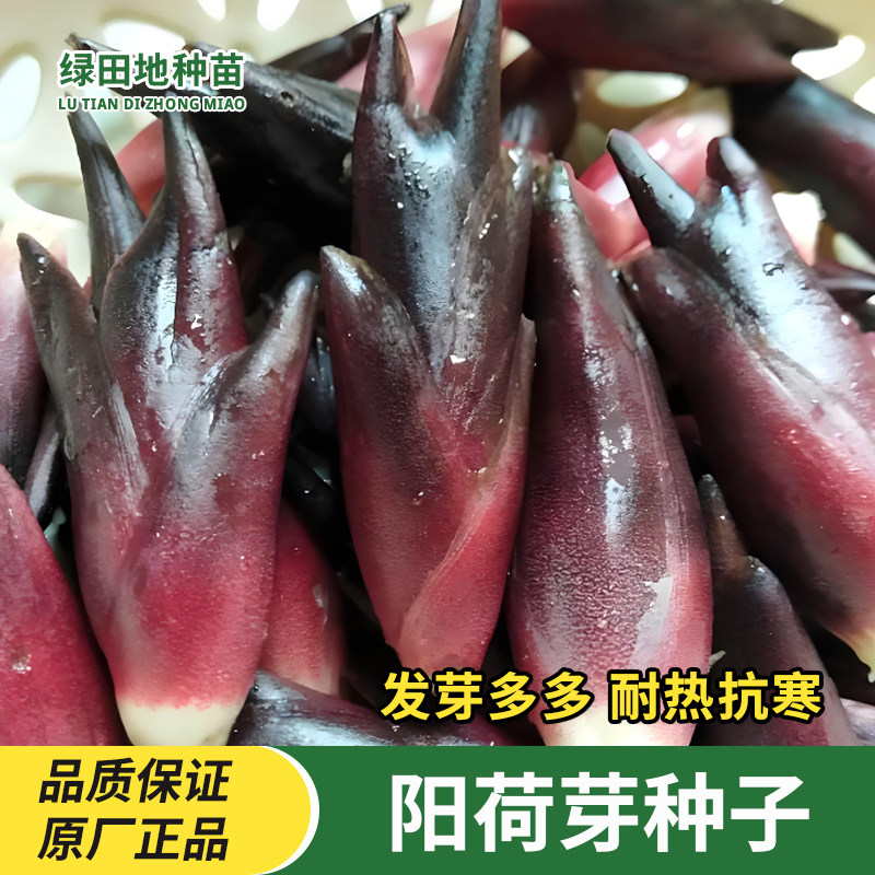 原装食用阳荷芽种子四季蔬菜洋荷笋洋荷种陕西阳合洋姜荷洋河种籽