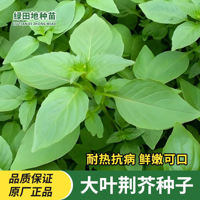 大叶荆芥种子河南荆芥