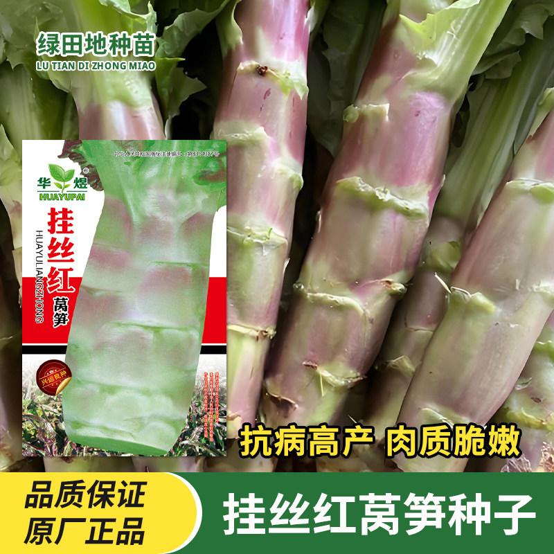 挂丝红莴笋种子蔬菜种子