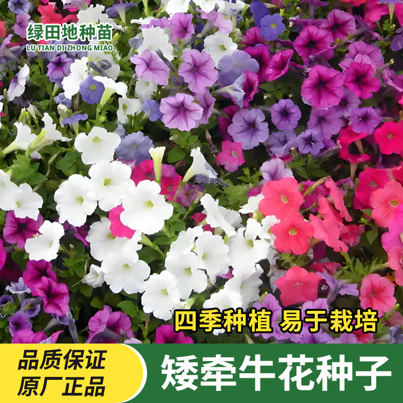 矮牵牛种子易种混装四季室内阳台庭院垂吊盆栽多年生喇叭花籽花卉