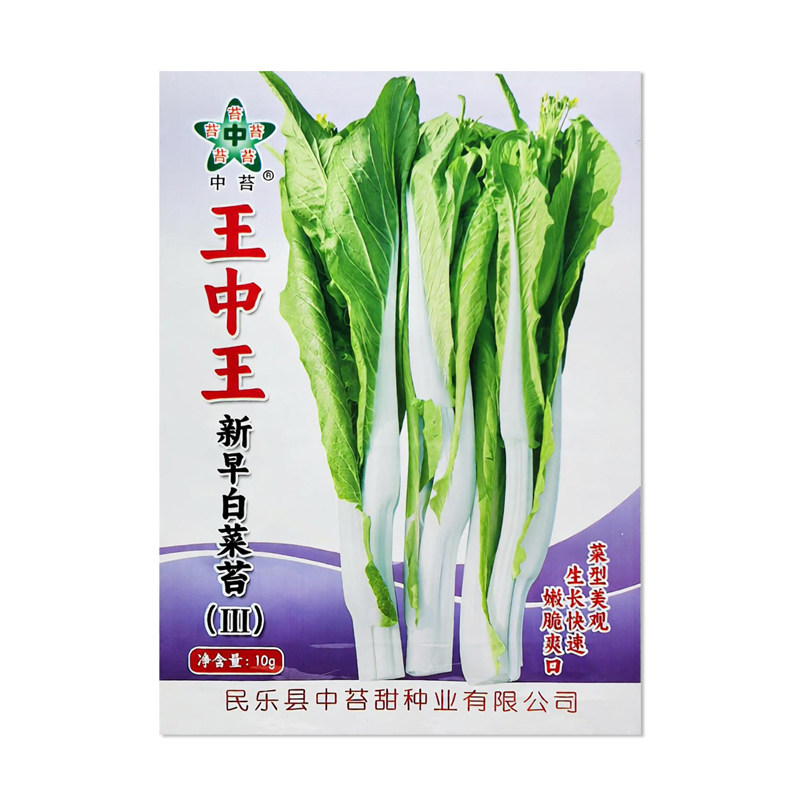 中苔王中王新早白菜苔3菜苔种子