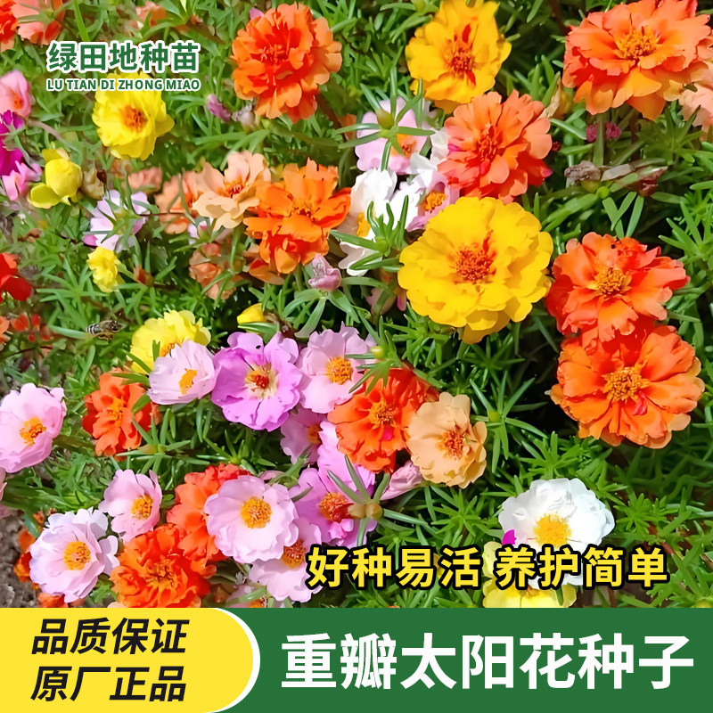 重瓣太阳花种子花卉种子