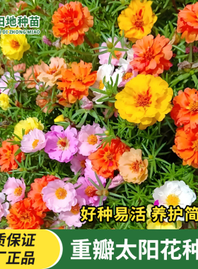 重瓣太阳花种子新手栽培种植白色黄色紫色粉色红色庭院花卉种子籽