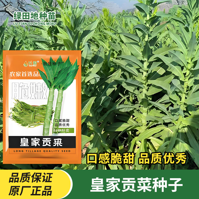 皇家贡菜种子宫廷山蛰菜种籽耐热抗寒苔干响菜莴笋莴苣孑蔬菜种子