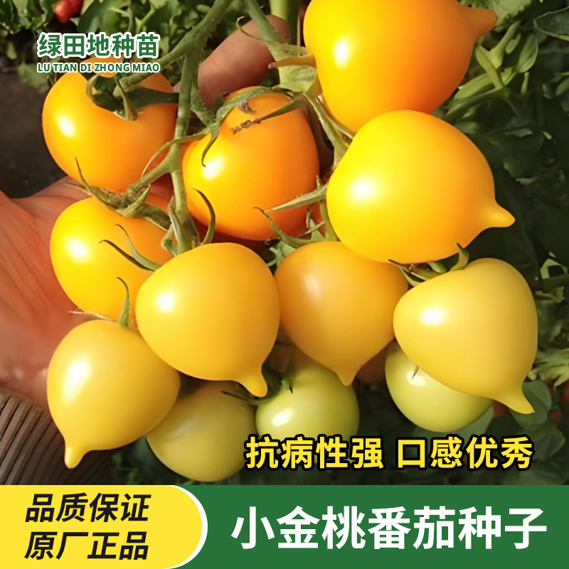 美味小金桃番茄种子水果种子