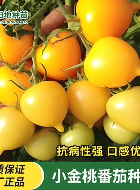 美味小金桃番茄种子樱桃番茄黄色特色西红柿种子四季春夏水果种子