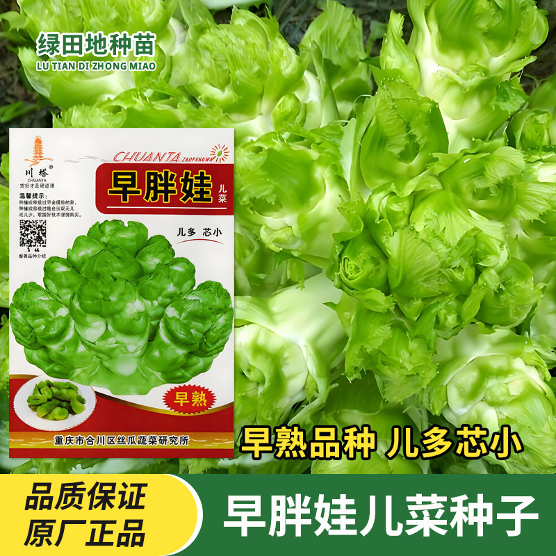 川塔早胖娃儿菜种子蔬菜种子