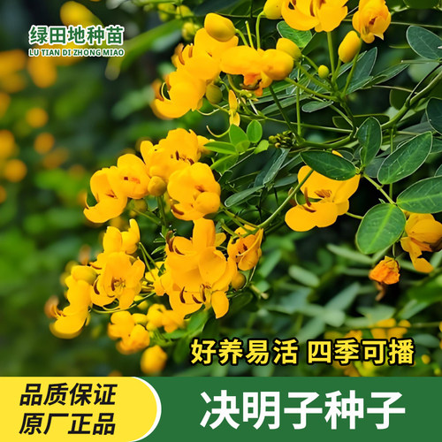 决明子种子鲜花花卉种子