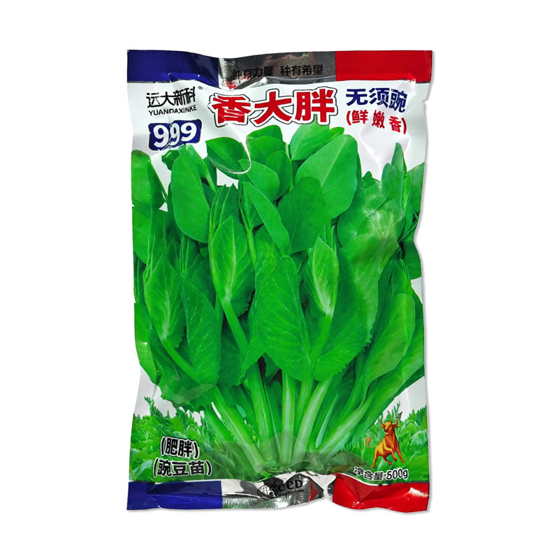 香大胖无须豌豆苗种子