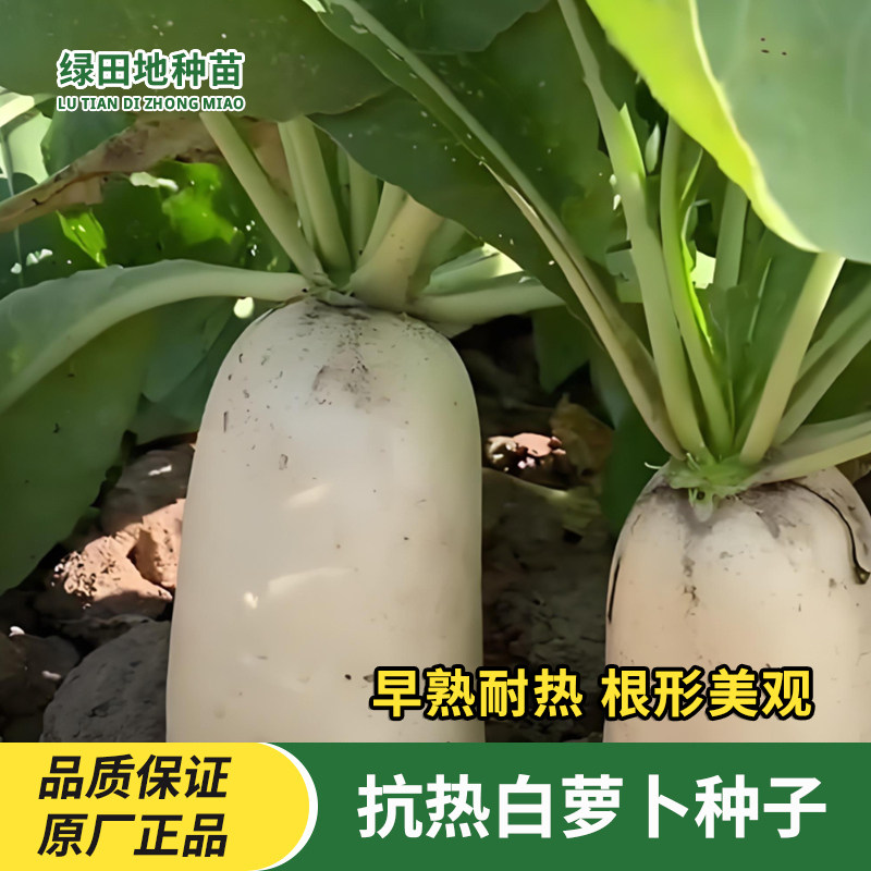 抗热白玉萝卜种子早中熟