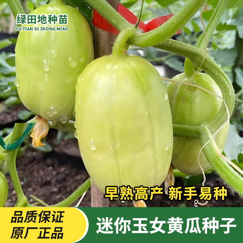 迷你玉女黄瓜种子无刺小黄瓜种籽阳台盆栽庭院玉女水果黄瓜春秋种
