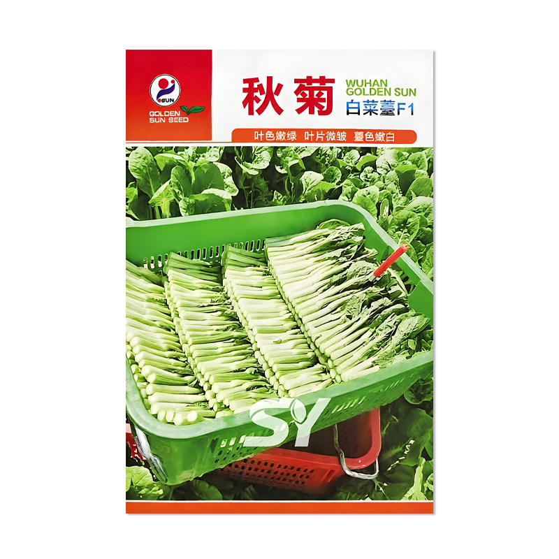 金阳红秋菊白菜苔种子