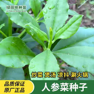 人参菜种子高丽参土洋参叶用东洋菜四季播种特色蔬菜种籽盆栽地栽