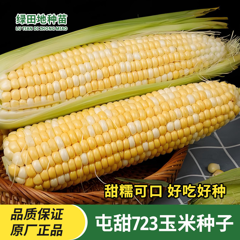 屯甜723玉米种子甜糯双色