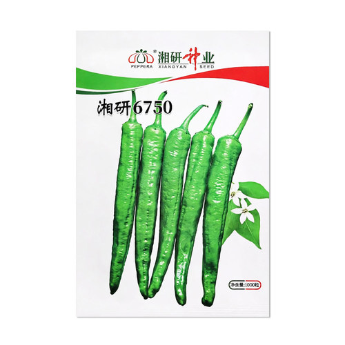 湘研6750辣椒种子蔬菜种子