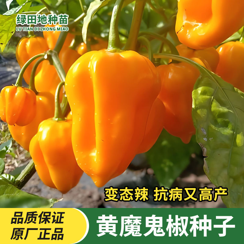 黄魔鬼椒辣椒种子蔬菜种子