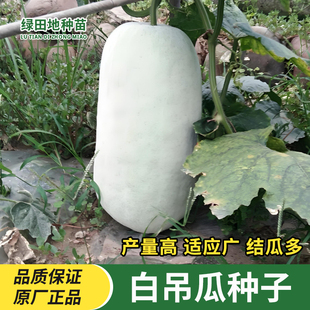 大吊瓜种子巨型白南瓜白饺瓜庭院观光凉亭爬藤观赏食用蔬菜种子籽
