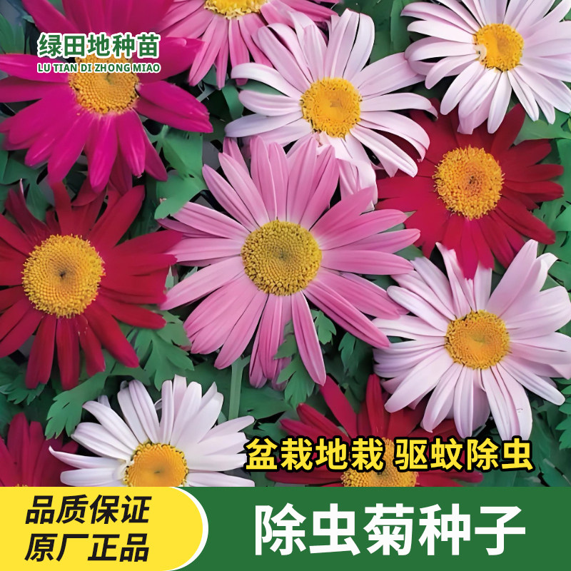 除虫菊种子多年生花卉种子