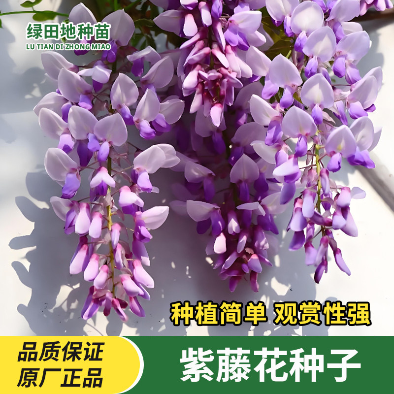 紫藤花种子花卉种子易种植