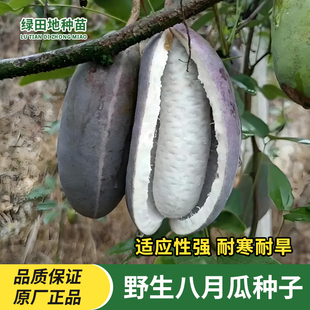 野生八月瓜种子八月炸紫果八月瓜树种子庭院爬藤植物食用水果种子
