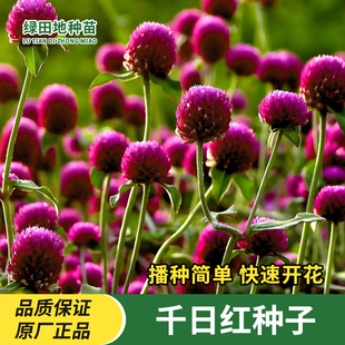 千日红种子千日紫百日红种子春季秋季家庭庭院绿化盆栽花卉种子籽