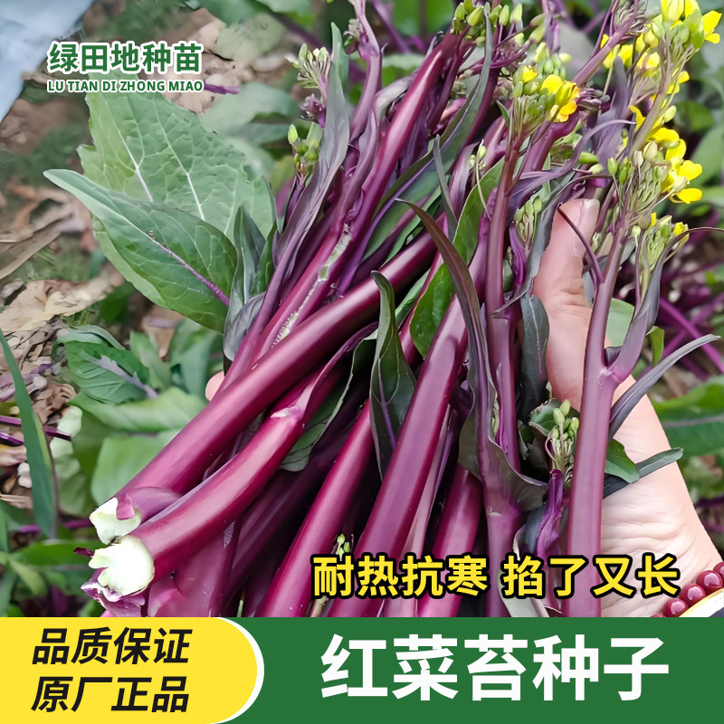 红菜苔种子四季甜菜心阳台盆栽早熟青菜苔油菜菜芯白菜苔蔬菜种子