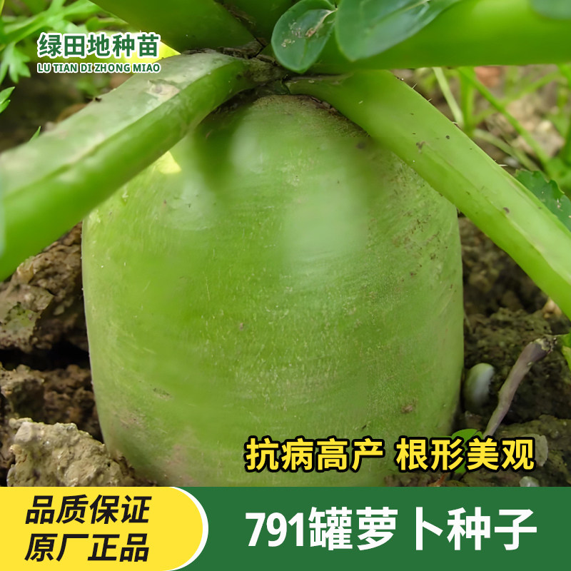 791罐萝卜种子耐热耐寒