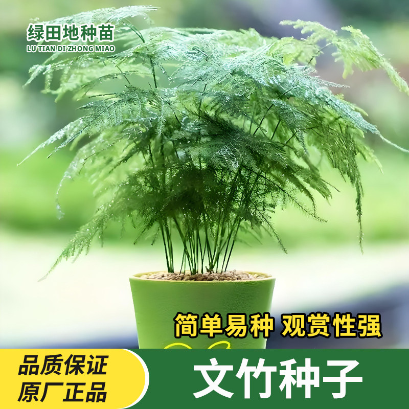 文竹种子室内盆栽观叶种子