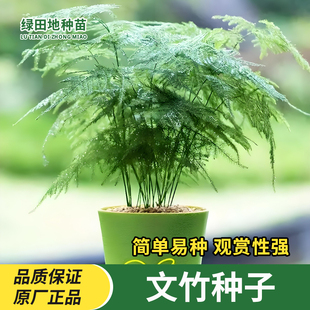 文竹种子四季易活室内阳台盆栽绿植易种观赏耐寒花卉种子观叶种子