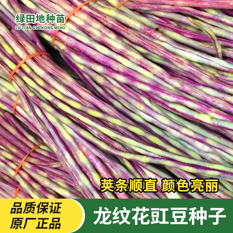 花豹龙纹豇豆种子蔬菜种子