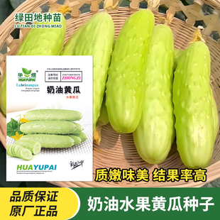 奶油黄瓜种子水果黄瓜春夏秋白玉黄瓜多汁四季庭院瓜果蔬菜种子籽