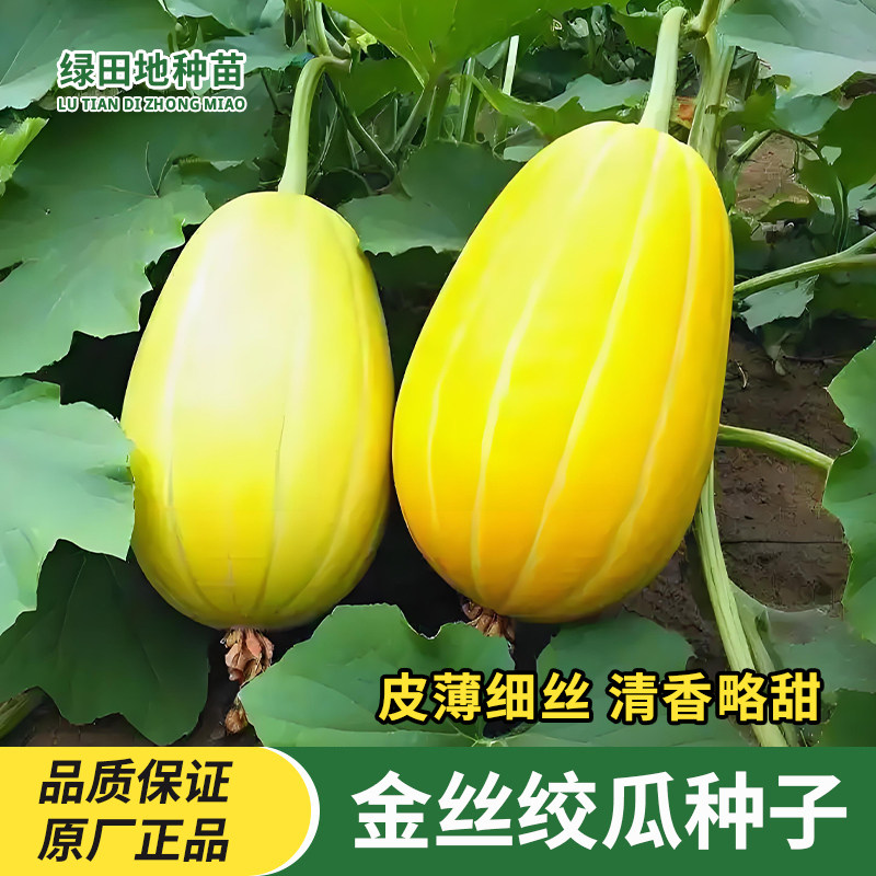 金丝绞瓜种子金丝茭瓜苗丝瓜粉丝绞瓜黄金瓜家庭田园庭院蔬菜种子