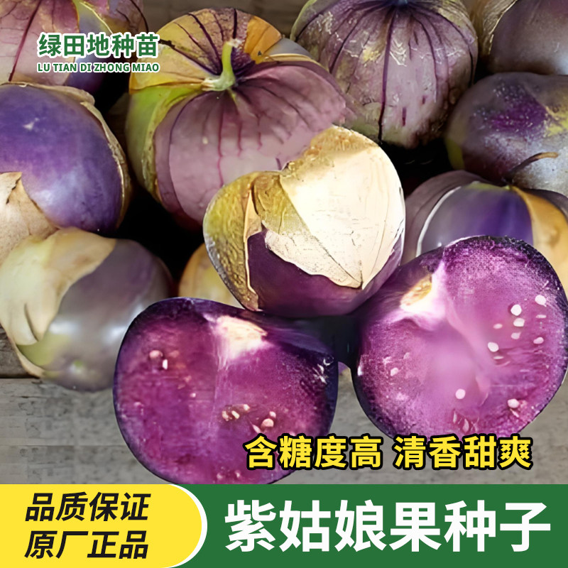 紫菇娘果种子水果种子