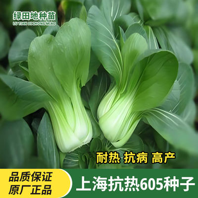 上海抗热605上海青种子