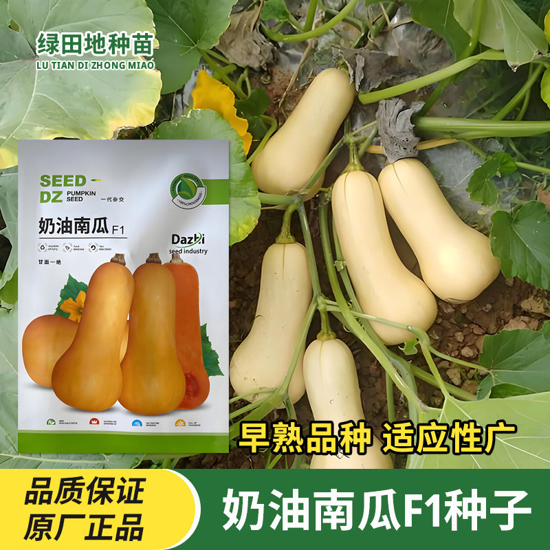 大志奶油南瓜种子早熟