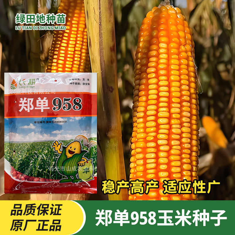 郑单958杂交大田玉米种子籽登海682良玉99号京科927玉米种籽粮饲